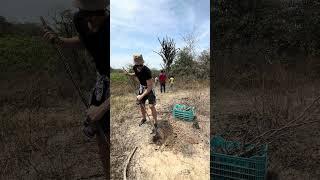 How We Plant Palo Santo Trees in Piura, Peru: A Journey of Reforestation  #sustainablefashion