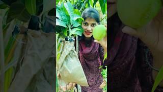 Aaj Mango  Ki Bagging Kari  Bandaro Ke Parkop Se Bachane Ke Liye 