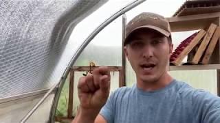 "Greenhouse Day!" -- Willowsford Farm Field Walk 6/19/20