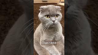 #котик #cat #shorts