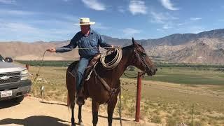 Roping Shots - The Houlihan Head Shot