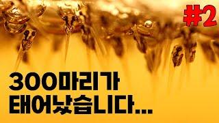 300마리 아기 물고기의 탄생! - 베타의 번식#2 (부화부터 성장까지)