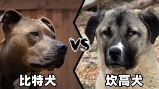 比特犬vs坎高犬，当老虎杀手遇到棕熊克星，谁会笑到最后呢？