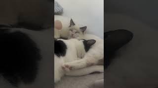 그루밍 해주다가 잠든 코코와 넨네