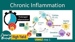 Chronic inflammation | Cellular and molecular basis of chronic inflammation | outcomes | USMLE step1