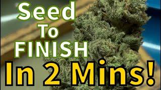 Growing Weed Seed To Finish 2 Min Beginners Guide