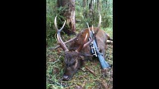 HDtv:   Awesome Sambar Hunt Footage colab w the Guru