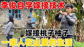 一家人继续回到山里生活，李俊自学嫁接技术，嫁接了柚子和桃子，今年有吃不完的水果了