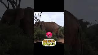 블랙맘바에게 물린 코끼리의 최후