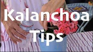 Kalanchoa Tips