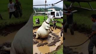 Farmers rescued a heavy goat stuck in mud #humanity #goat #bakra #animals #veternary #rescueanimals