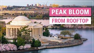 Washington DC Cherry Blossoms from a New Perspective