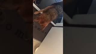 How to open your sack of dog food properly 