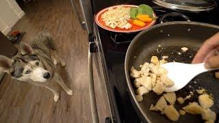 What Cooking Dinner With My Husky Looks Like!