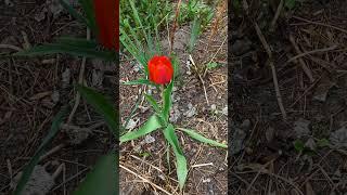 дачный сезон открыт #факты #цветы #природа #природныепейзажи
