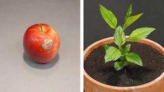 Growing Apple Tree From Seed - 101 Days Time Lapse