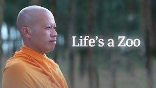 How Life is Like a Zoo & How You Can Protect Yourself