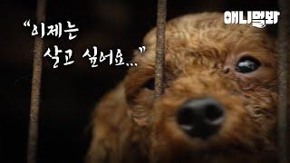 인간의 욕심 때문에 희생당한 강아지들ㅣDogs who are sacrifced due to human’s greed