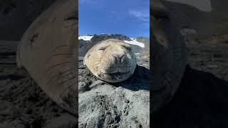 КАК ЧИХАЮТ МОРСКИЕ КОТИКИ?