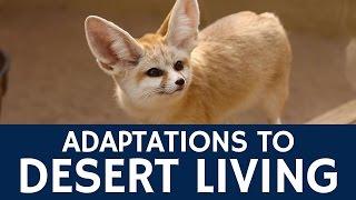 How are Fennec Foxes Adapted to Living in the Desert?