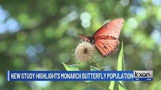 New study highlights monarch butterfly population