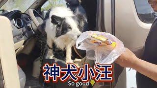 这个狗子太聪明了【汪汪妹流浪记】