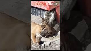 Cat and dog friendship!