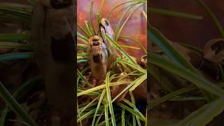 Giant wood roaches: shy, gentle forest floor explorers! #shortvideo #animals #zoo #travel #wildlife