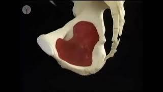 آناتومی آکلند دوبله فارسی(عضلات  لگن)