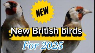 British goldfinch and mule update