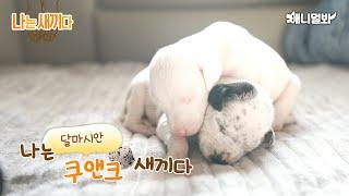 나는 태어난 지 19일된 달마시안 새끼다 [애니멀봐 나새끼 56호]ㅣI’m 19 days old Dalmatian Baby [SBS Animal I’m A Baby 56th]