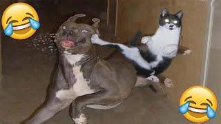 VIDEOS GRACIOSOS DE PERROS Y GATOS | Si Te Ries Pierdes