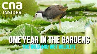 Wet & Wild In The Singapore Botanic Gardens | One Year In The Gardens (Part 2/2)