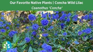 Our Favorite Native Plants for SoCal Gardens | Ceanothus 'Concha' - Concha Wild Lilac