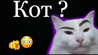 Кот ? Коты смешные или серьезные. Какие приколы вытворяют коты ?