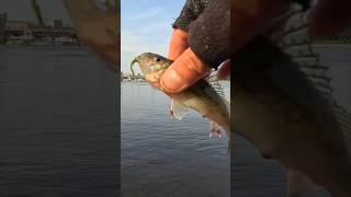 #рыба #ёрш #клюет #fishing #2025 #рыбалка #окунь #fish #