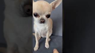 This chihuahua has had enough of your nonsense #dogs #meme #shorts #dogshorts