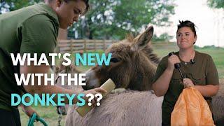 Mini Donkey Grooming! (And Blanche and Dolly being toy snobs)