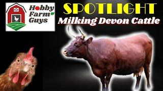 HFG Farm Animal Spotlight: American Milking Devon Cattle