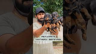 top quality dachshund puppies   PRIYANPETS  7010714323 / 9597970653 #dachshund #chennai