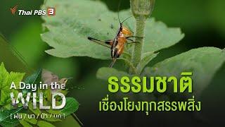 ธรรมชาติเชื่อมโยงทุกสรรพสิ่ง : A Day in the WILD