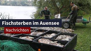 Fischsterben im Auensee I LZ TV Nachrichten