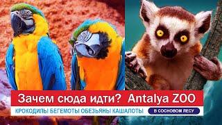 Antalya Zoo. Why should you come here?