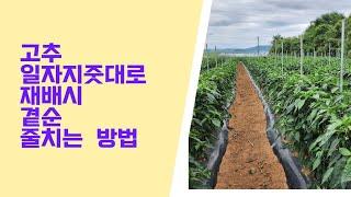 고추 곁순 부러지지 않게 줄치는 방법