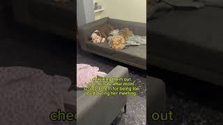 Do you think they’re sorry?  #dog #entertaininganimals #funnyanimal #subscribe