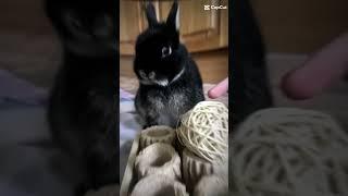 3 years little recap x #bunny #rabbit #cute