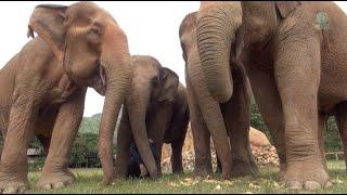 Listen To The Sounds Of Elephants While They Eat - ElephantNews