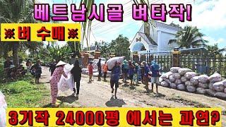 한국인의 베트남벼농사 3기작의 볏섬수와 수익금은 얼마나될까? (kiengiangtv)