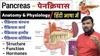 Pancreas | अग्नाशय | Digestive System | Anatomy and Physiology | Gland | Endocrine Gland | Insulin