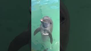 Animal Facts You Never Knew! #facts #animals #animalfacts